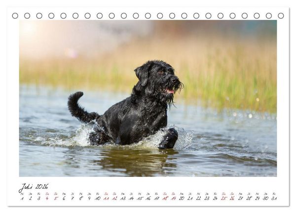 Produktbild: Mit dem Riesenschnauzer durch das Jahr (Tischkalender 2026 DIN A5 quer), CALVENDO Monatskalender