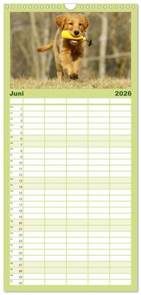 Produktbild: Familienplaner 2026 - Chesley Kleiner Hund grosse Abenteuer mit 5 Spalten (Wandkalender, 21 x 45 cm) CALVENDO