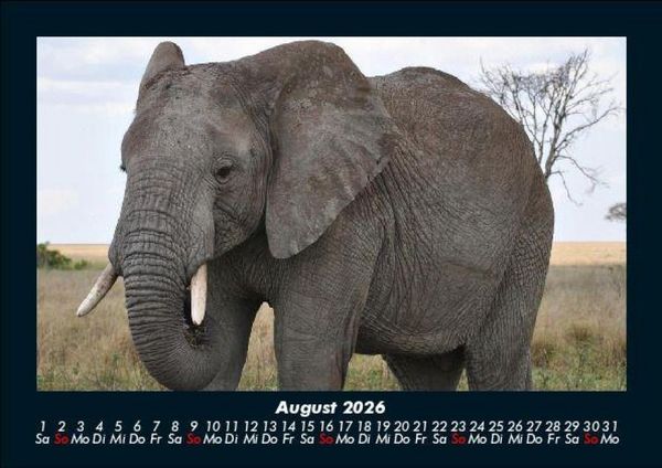 Produktbild: Elefanten - Die sanften Riesen Afrikas 2026 Fotokalender DIN A5