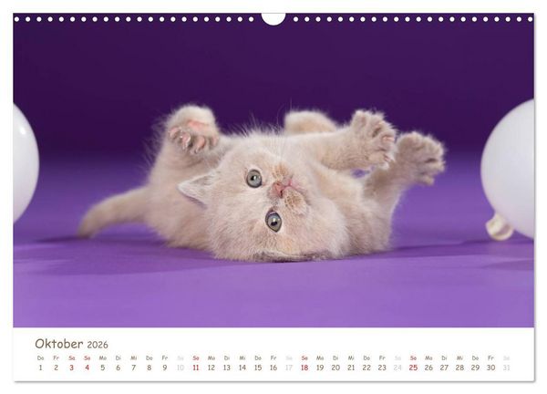Produktbild: Die Britisch Kurzhaar (Wandkalender 2026 DIN A3 quer), CALVENDO Monatskalender