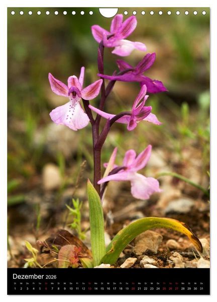 Produktbild: Orchideen in S&uuml;deuropa (Wandkalender 2026 DIN A4 hoch), CALVENDO Monatskalender