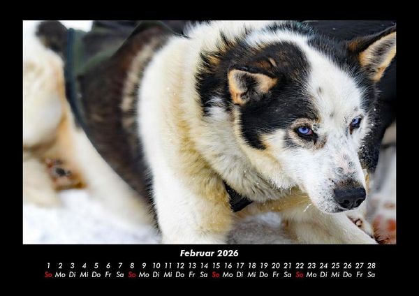 Produktbild: Hundezauber 2026 Fotokalender DIN A3