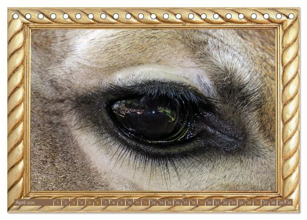 Produktbild: Augenblicke aus Afrika (Tischkalender 2026 DIN A5 quer), CALVENDO Monatskalender
