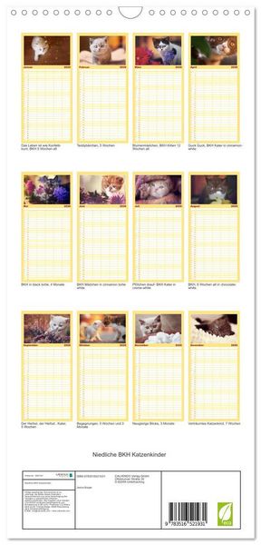 Produktbild: Familienplaner 2026 - Niedliche BKH Katzenkinder mit 5 Spalten (Wandkalender, 21 x 45 cm) CALVENDO
