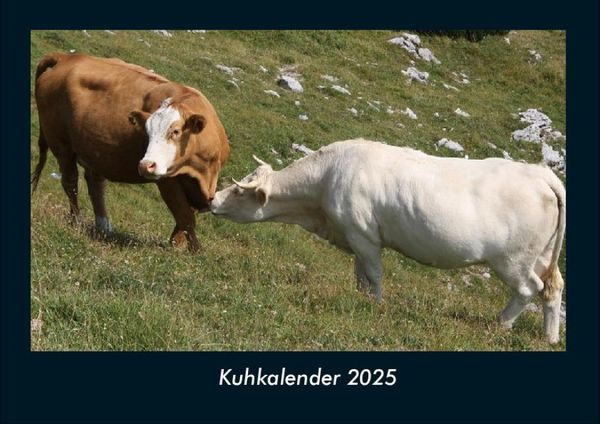Produktbild: Kuhkalender 2025 Fotokalender DIN A4