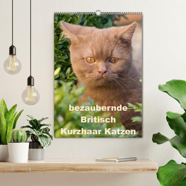 Produktbild: bezaubernde Britisch Kurzhaar Katzen (Wandkalender 2026 DIN A2 hoch), CALVENDO Monatskalender