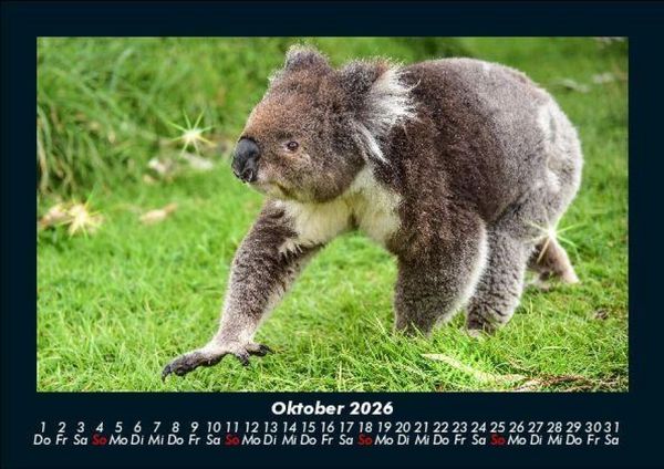 Produktbild: Koala 2026 Fotokalender DIN A5