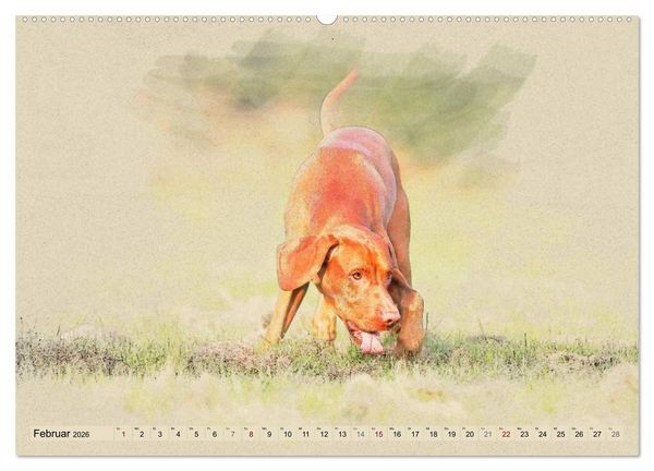 Produktbild: Magyar Vizsla 2026 (hochwertiger Premium Wandkalender 2026 DIN A2 quer), Kunstdruck in Hochglanz