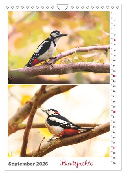 Produktbild: Vogel-Paare (Wandkalender 2026 DIN A4 hoch), CALVENDO Monatskalender