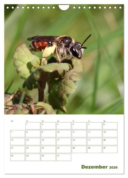 Produktbild: Wildbienen-Terminplaner 2026 (Wandkalender 2026 DIN A4 hoch), CALVENDO Monatskalender