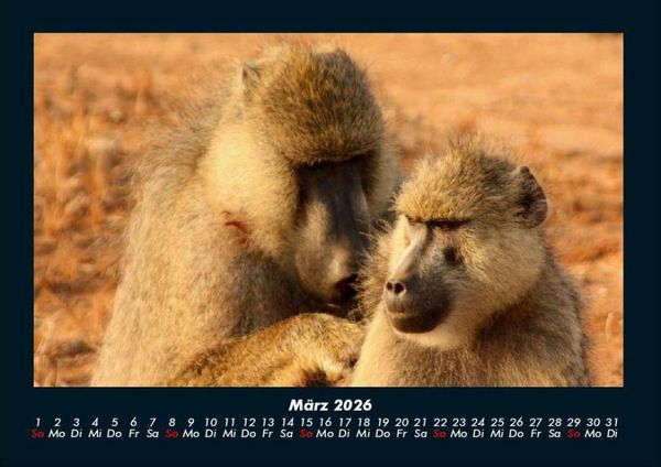 Produktbild: Affen 2026 Fotokalender DIN A4