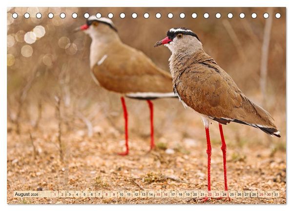Produktbild: Afrikas Vogelwelt 2026 (Tischkalender 2026 DIN A5 quer), CALVENDO Monatskalender