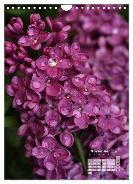 Produktbild: Fliederbl&uuml;te (Wandkalender 2026 DIN A4 hoch), CALVENDO Monatskalender