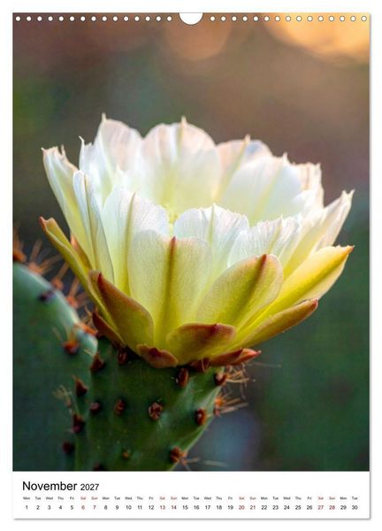 Produktbild: Beautiful Spiky Balls (Wall Calendar 2027 DIN A3 portrait), CALVENDO 12 Month Wall Calendar