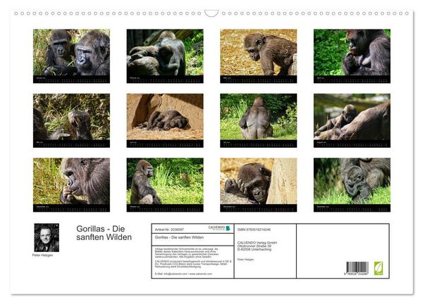Produktbild: Gorillas - Die sanften Wilden (Wandkalender 2026 DIN A2 quer), CALVENDO Monatskalender