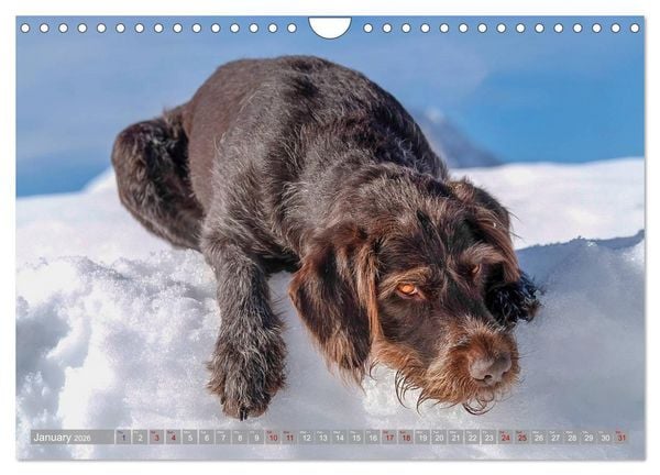 Produktbild: Pointer Power (Wall Calendar 2026 DIN A4 landscape), CALVENDO 12 Month Wall Calendar