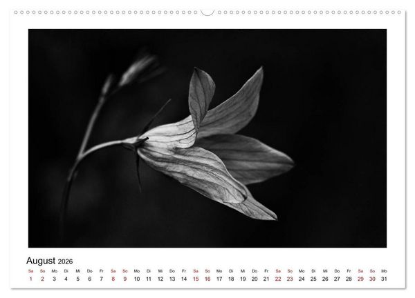 Produktbild: Die grafische Sch&ouml;nheit der Pflanzen &ndash; Schwarz-Wei&szlig; (Wandkalender 2026 DIN A2 quer), CALVENDO Monatskalender