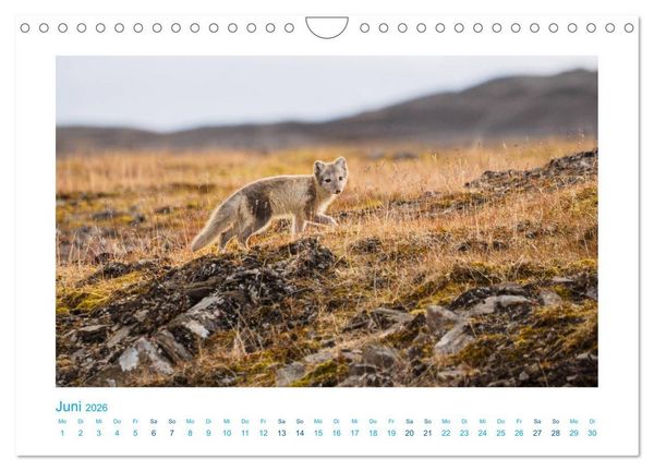 Produktbild: Spitzbergen - Landschaft - Eis - Tierwelt (Wandkalender 2026 DIN A4 quer), CALVENDO Monatskalender