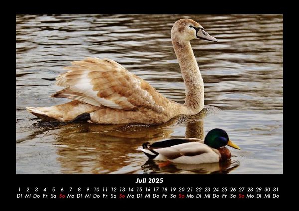 Produktbild: Enten 2025 Fotokalender DIN A3