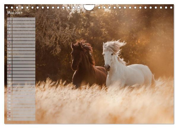 Produktbild: Pferde - Spiegel deiner Seele (Wandkalender 2027 DIN A4 quer), CALVENDO Monatskalender