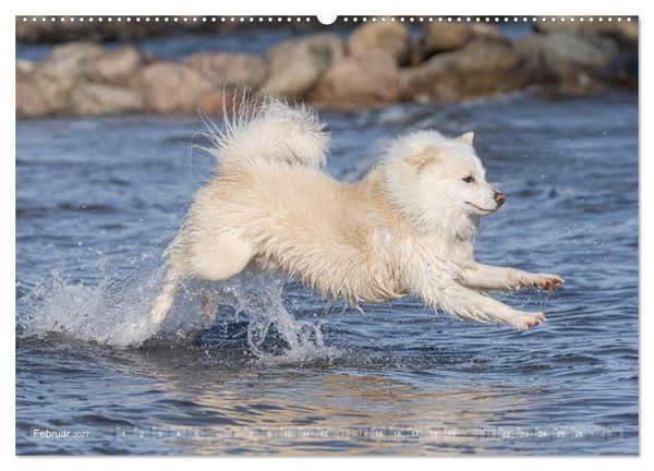 Produktbild: Mit Hunden an den Str&auml;nden von Nord- und Ostsee (hochwertiger Premium Wandkalender 2027 DIN A2 quer), Kunstdruck in Hochglanz