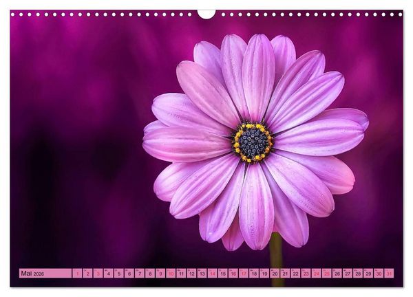Produktbild: Lila - die mystische Farbe (Wandkalender 2026 DIN A3 quer), CALVENDO Monatskalender
