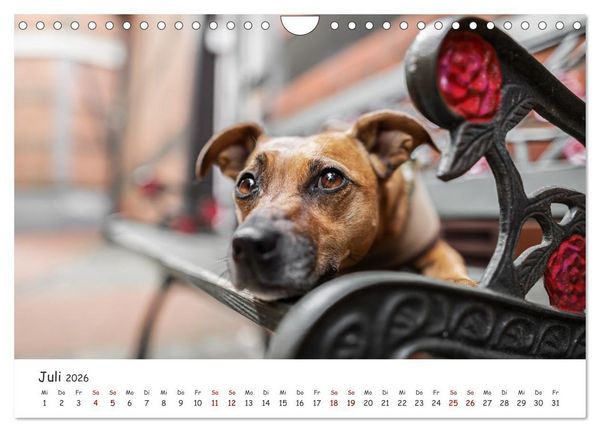 Produktbild: Berlin City Dogs - Berliner Hunde (Wandkalender 2026 DIN A4 quer), CALVENDO Monatskalender