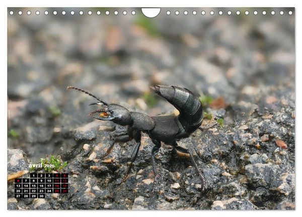 Produktbild: Araign&eacute;es et insectes (Calendrier mural 2026 DIN A4 vertical), CALVENDO calendrier mensuel