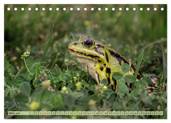 Produktbild: Fr&ouml;hliche Fr&ouml;sche (Tischkalender 2026 DIN A5 quer), CALVENDO Monatskalender