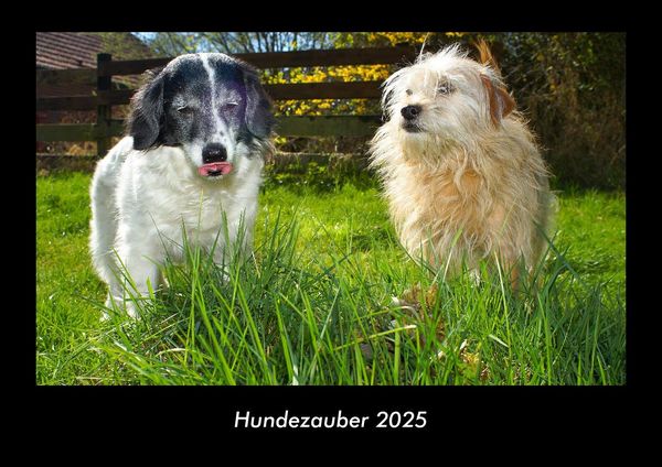 Produktbild: Hundezauber 2025 Fotokalender DIN A3