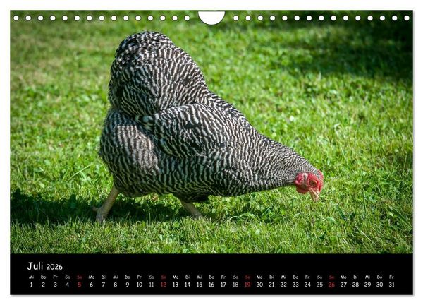 Produktbild: Gartenh&uuml;hner (Wandkalender 2026 DIN A4 quer), CALVENDO Monatskalender