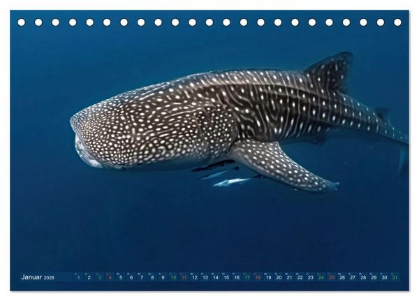 Produktbild: Big Five Australiens Buckelwal, Walhai, Orca, Quokka,K&auml;nguru (Tischkalender 2026 DIN A5 quer), CALVENDO Monatskalender