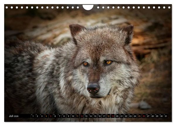 Produktbild: W&ouml;lfe - sie sind wieder da (Wandkalender 2026 DIN A4 quer), CALVENDO Monatskalender