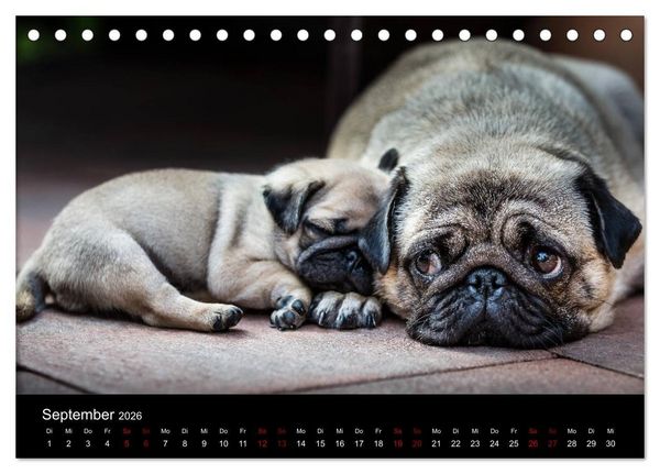 Produktbild: Mopswelpen (Tischkalender 2026 DIN A5 quer), CALVENDO Monatskalender