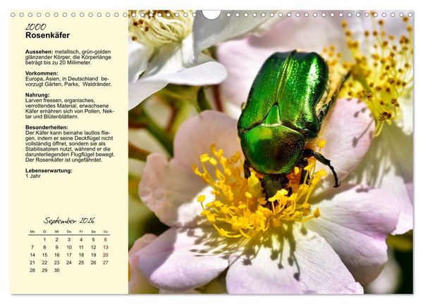 Produktbild: Insekt des Jahres (Wandkalender 2026 DIN A3 quer), CALVENDO Monatskalender