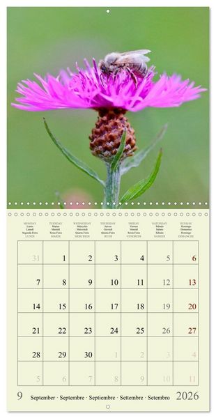 Produktbild: Petites fleurs color&eacute;es (Calendrier mural carr&eacute; 2026 30x30 cm) Calendrier double avec une page pour vos prises de notes