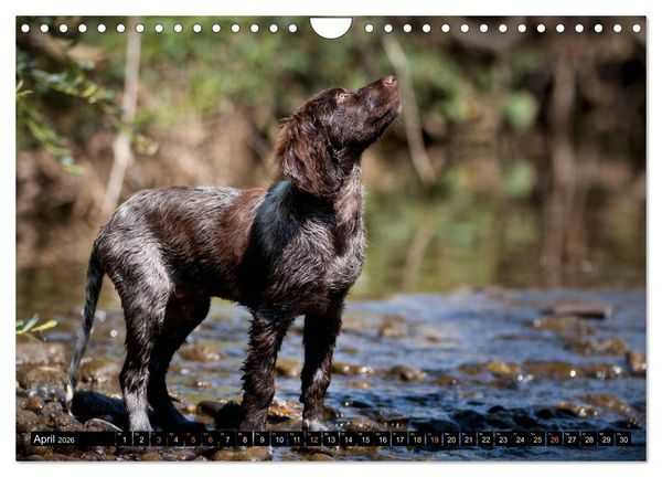 Produktbild: Faszination Jagdhund - Deutsch Langhaar (Wandkalender 2026 DIN A4 quer), CALVENDO Monatskalender