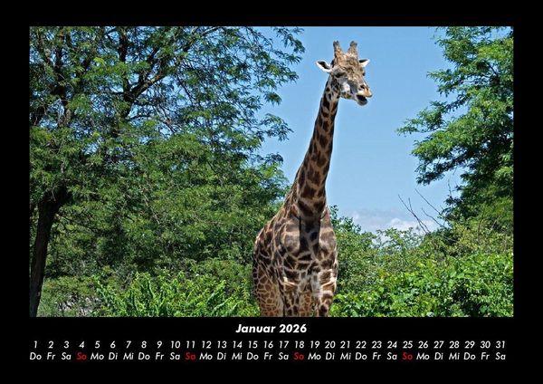 Produktbild: Giraffen 2026 Fotokalender DIN A3