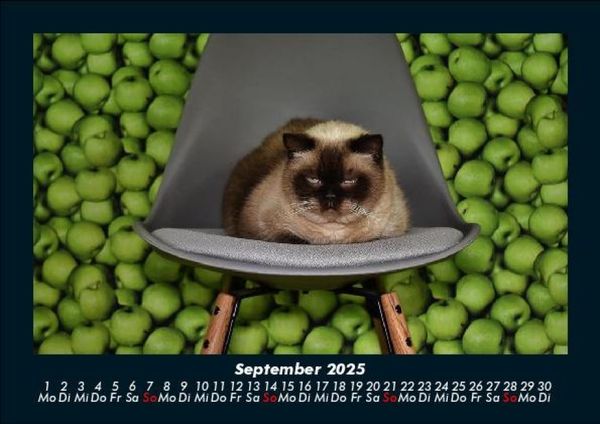 Produktbild: F&uuml;r Katzenfreunde 2025 Fotokalender DIN A5