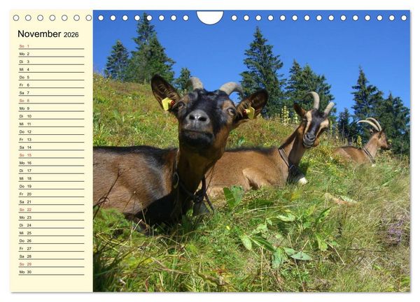 Produktbild: Ziegen. Lustige Ausbruchsk&uuml;nstler (Wandkalender 2026 DIN A4 quer), CALVENDO Monatskalender