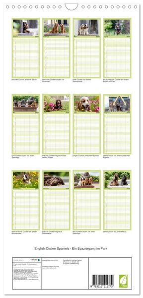 Produktbild: Familienplaner 2026 - English Cocker Spaniels - Ein Spaziergang im Park mit 5 Spalten (Wandkalender, 21 x 45 cm) CALVENDO