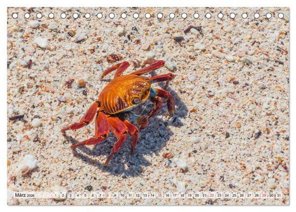 Produktbild: Die Galapagosinseln - Santa Cruz Island (Tischkalender 2026 DIN A5 quer), CALVENDO Monatskalender