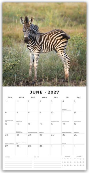 Produktbild: Baby Animals &ndash; Tierkinder &ndash; Tierbabys 2027 &ndash; 16-Monatskalender