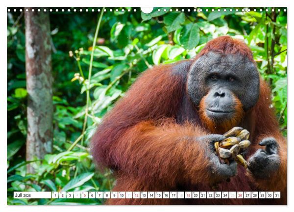 Produktbild: Orang Utans von Borneo Tierkalender 2026 (Wandkalender 2026 DIN A3 quer), CALVENDO Monatskalender