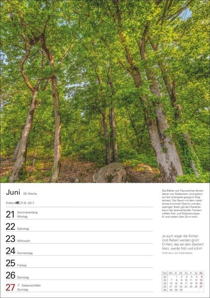 Produktbild: B&auml;ume Wochenplaner 2027 - 53 stimmungsvolle Fotografien