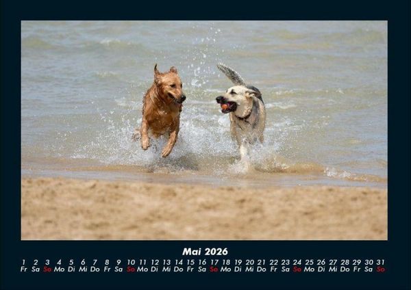 Produktbild: Hundezauber 2026 Fotokalender DIN A4