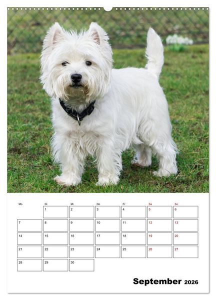 Produktbild: West Highland White Terrier - Herzensbrecher auf vier Pfoten (Wandkalender 2026 DIN A2 hoch), CALVENDO Monatskalender