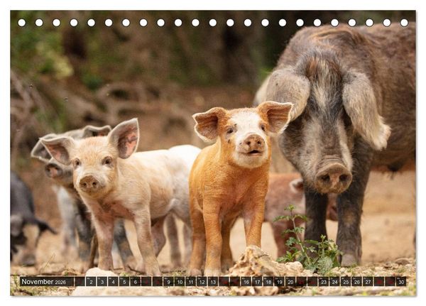 Produktbild: Korsika - s&uuml;&szlig;e, wilde Schweinchen (Tischkalender 2026 DIN A5 quer), CALVENDO Monatskalender