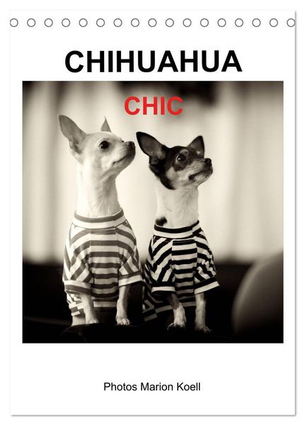 Produktbild: CHIHUAHUA CHIC Photos Marion Koell (Tischkalender 2026 DIN A5 hoch), CALVENDO Monatskalender