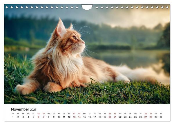 Produktbild: Eleganz in Pelz - ein Maine Coon - Kalender (Wandkalender 2027 DIN A4 quer), CALVENDO Monatskalender